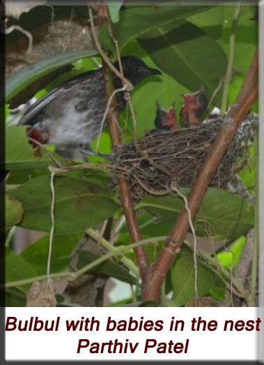 Devna Arora - Bulbul with babies in the nest